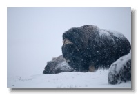 Musk Ox_ANL_6802